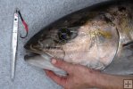Heavy metal amberjack
