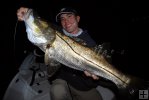 Night snook