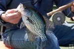 Crappie with Orvis fly reel