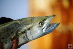 Spanish mackerel