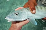 Bonefish landed