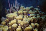 Coral underwater