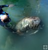 Swimmer and manatee Swimmer and manatee