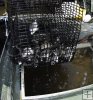 Pinfish in bait trap