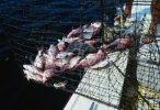 Fish Traps Fish Traps