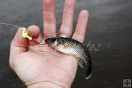 Killifish and jighead