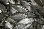 Menhaden