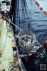 Blue runners in purse seine
