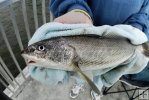 Closeup of whiting