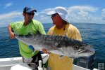 Bigger kingfish