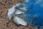Castnet menhaden