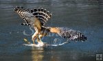 Raptors