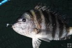 Sheepshead in landing net