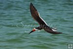 Black Skimmer