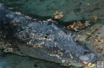 Crocodile