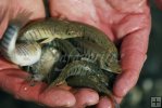 Handful of killifish