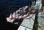 Fish trap, red snapper
