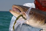 Closeup, cobia and jig Closeup, cobia and jig