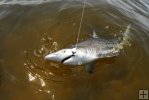 Hooked blacktip shark