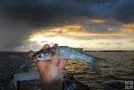 Live mullet and circle hook