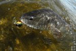Redfish on Rapala-1