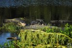 Gators in mid-afternoon