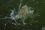 Feisty southern flounder