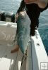Blue runner in the boat