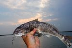 Big whiting at sunset