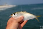 Pilchard with hook