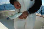 Hooking goggle eye bait