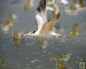 Royal tern with friends