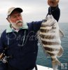 Another keeper sheepshead