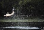 Jumping sturgeon