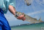 Large mullet, castnet