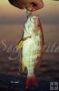 Juvenile lane snapper