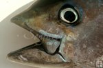 Closeup, bluefin tuna