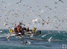 Menhaden strike boats