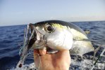 Blackfin tuna closeup