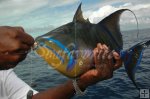 Queen triggerfish