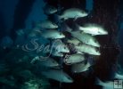 Snapper Snapper