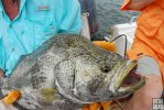 Big gulper