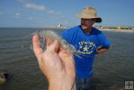 Jumbo white shrimp