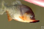 Piranha, north central Venezuela