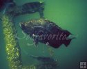 Tripletail under oil rig