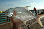 Florida pompano