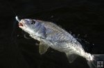 Croaker in water Croaker in water