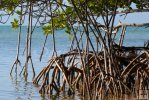 Mangrove root system