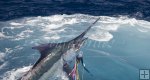 Blue marlin in the wake