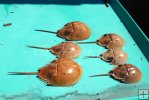 Horseshoe crab shell moults